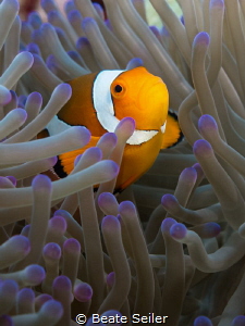 Clownfisch by Beate Seiler 